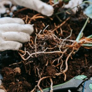 Planting a new plant with small roots
