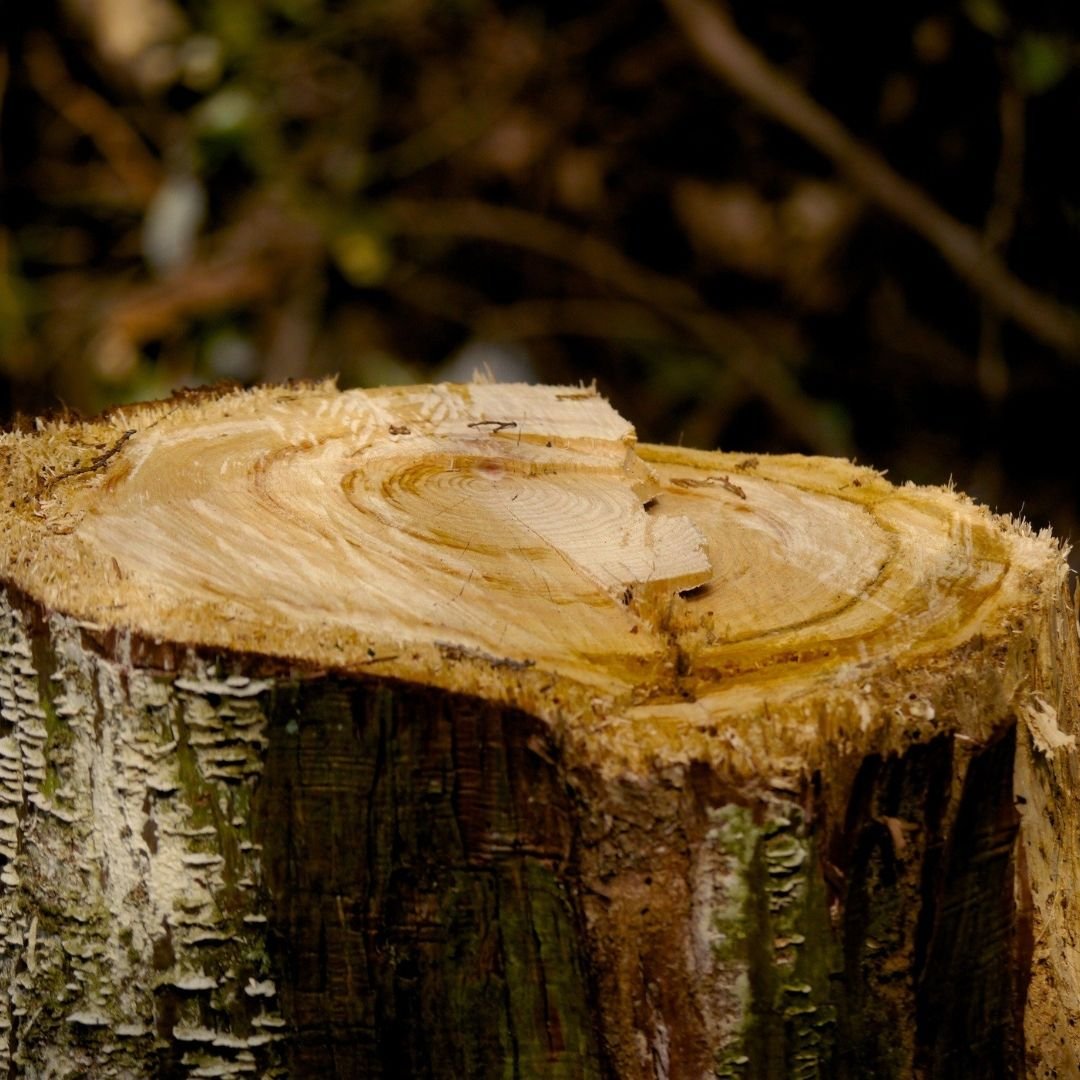 Freshly cut stump showing growth rings — Tree service in Kouts, IN