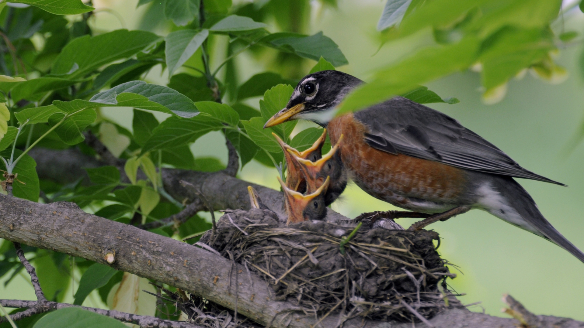 Robin feeding its chicks