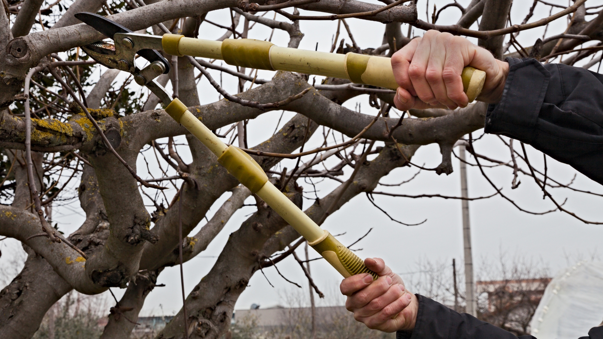 Pruning tree branches