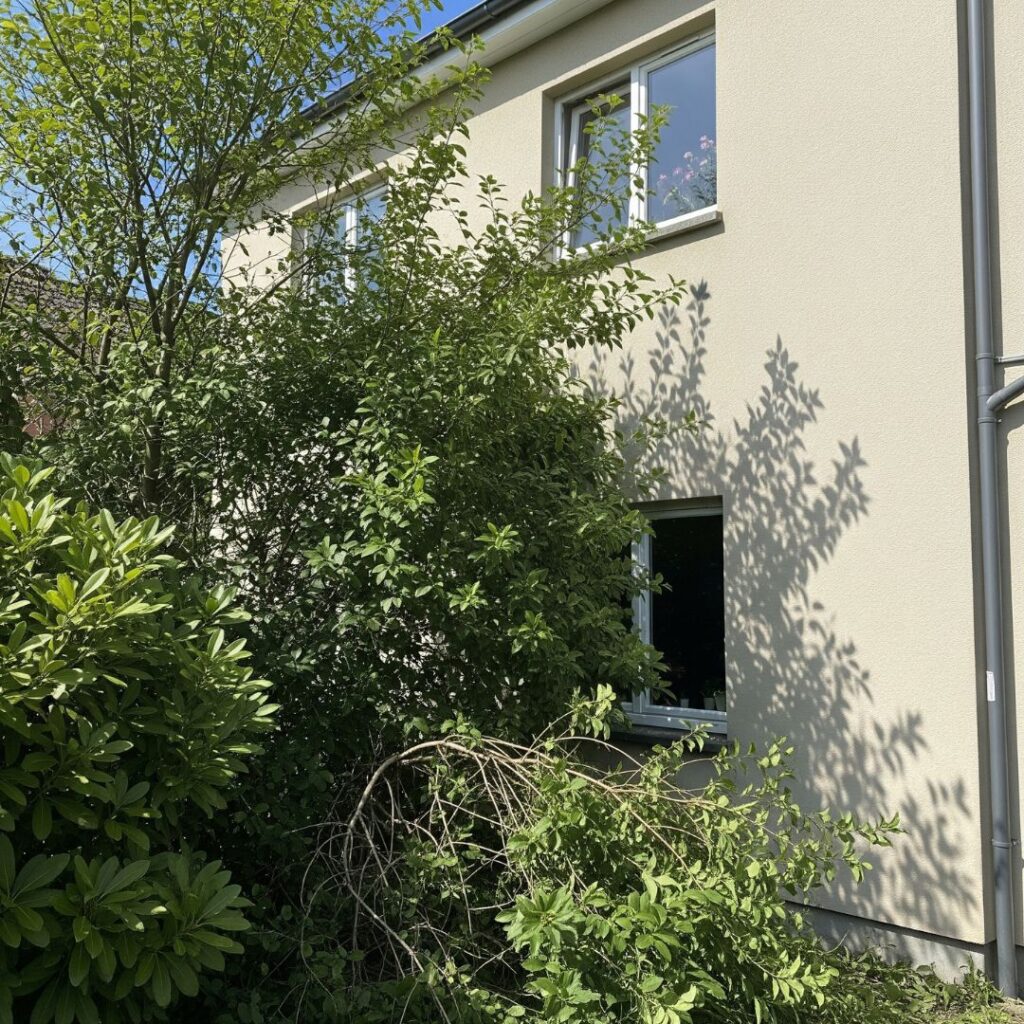 Bush Removal Basics: What You Need to Know - Learn More