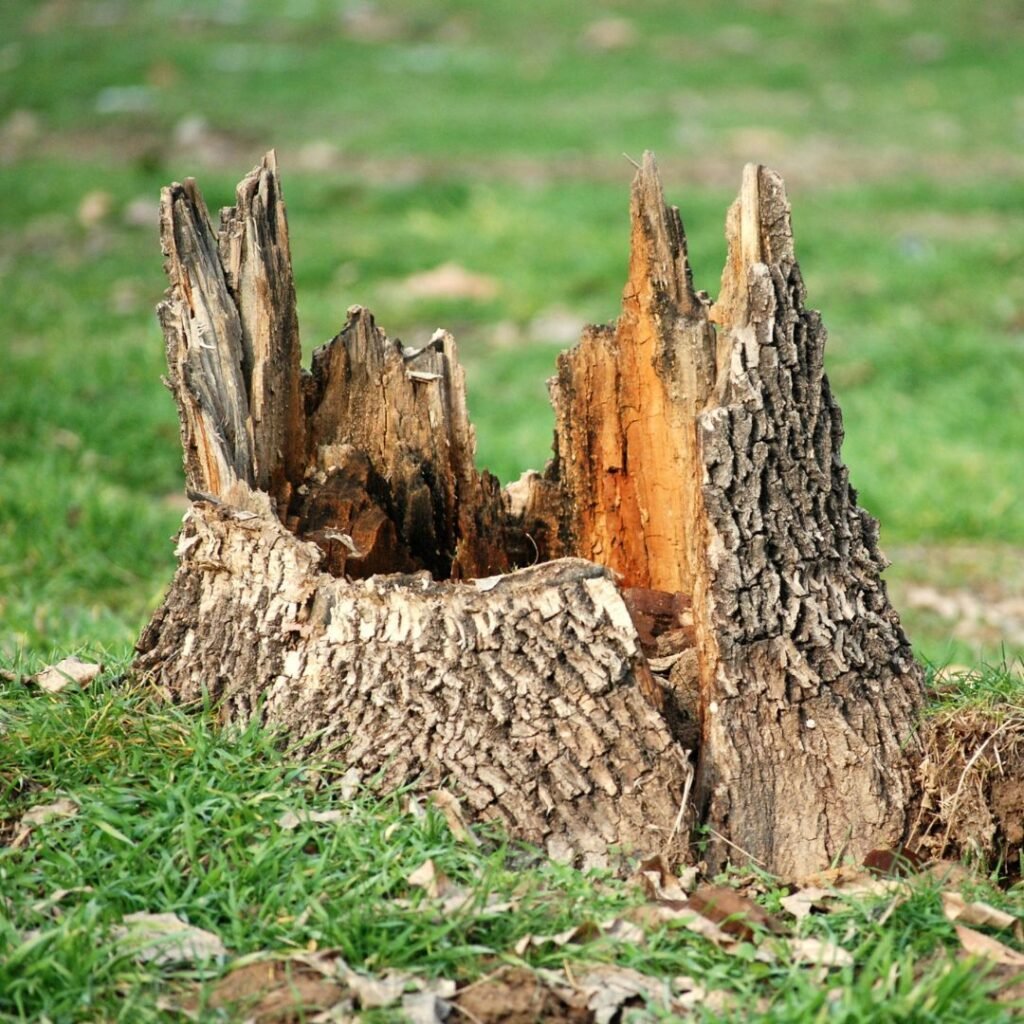 Tree Trimming Chicago: Why Businesses Need Pro Tree Service