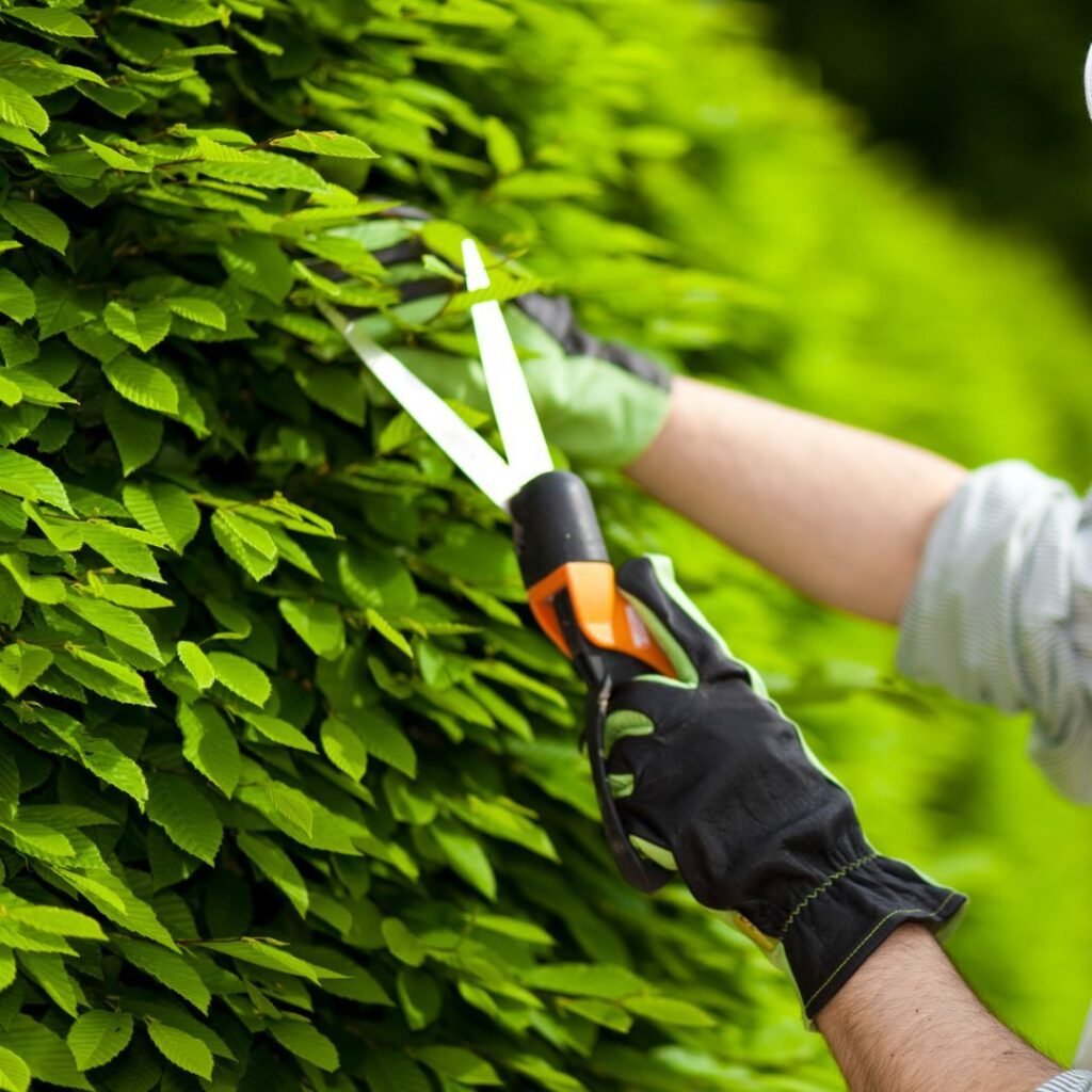 Tree Trimming Chicago: Why Businesses Need Pro Tree Service