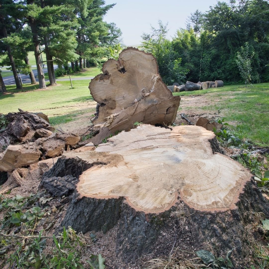 Large stump beside cut debris — Tree service Skokie, IL