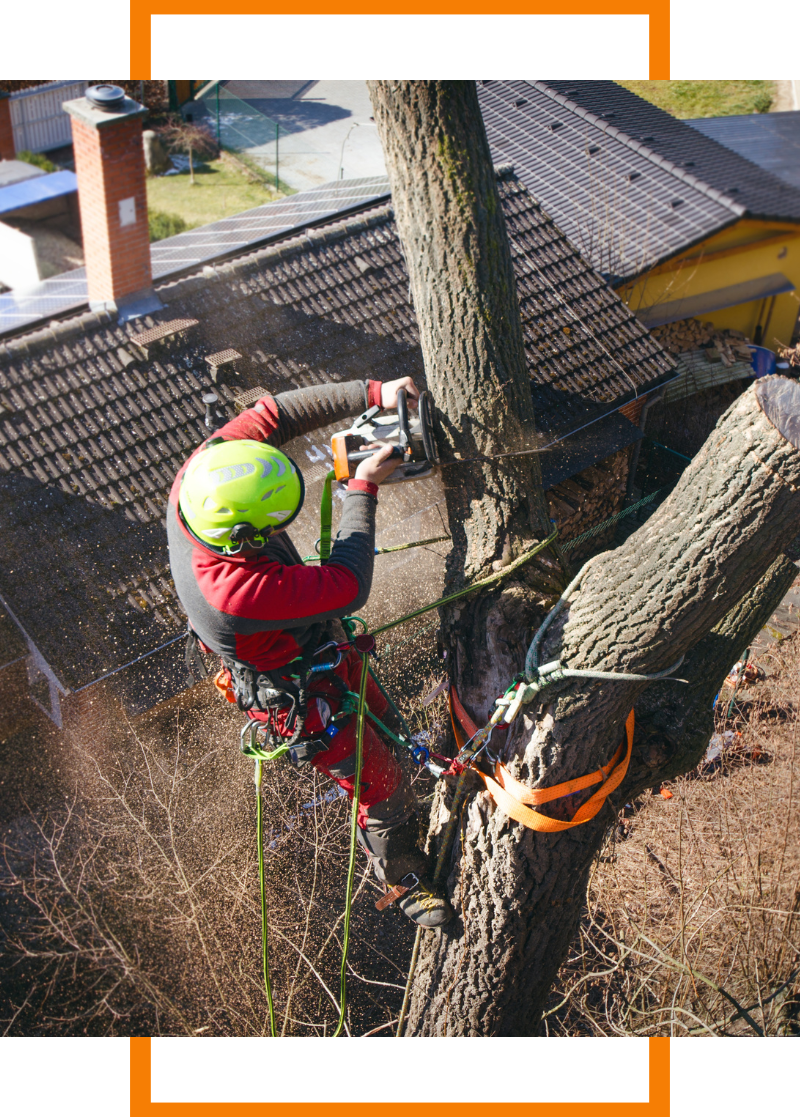 person cutting a tree down