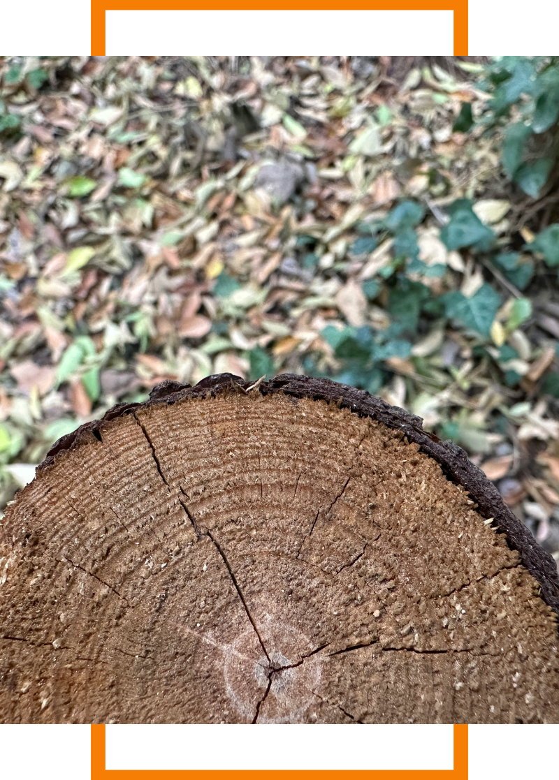 a stump