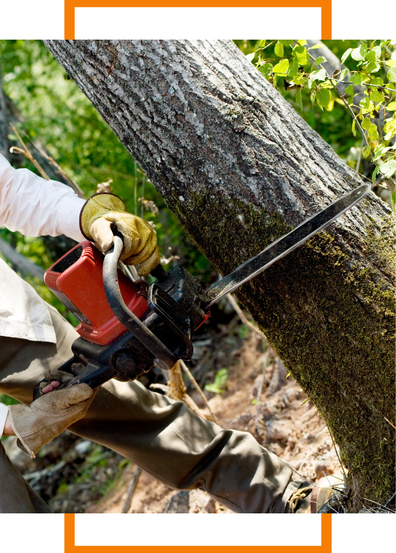cutting down a tree