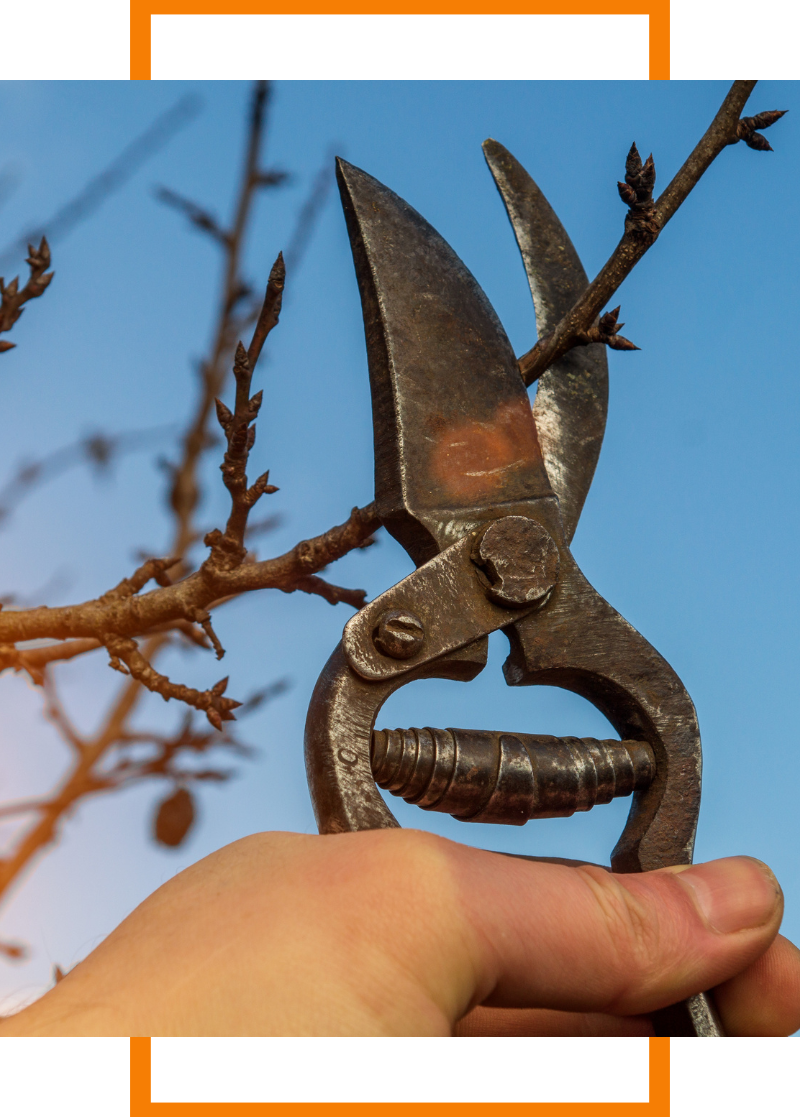 pruning a tree