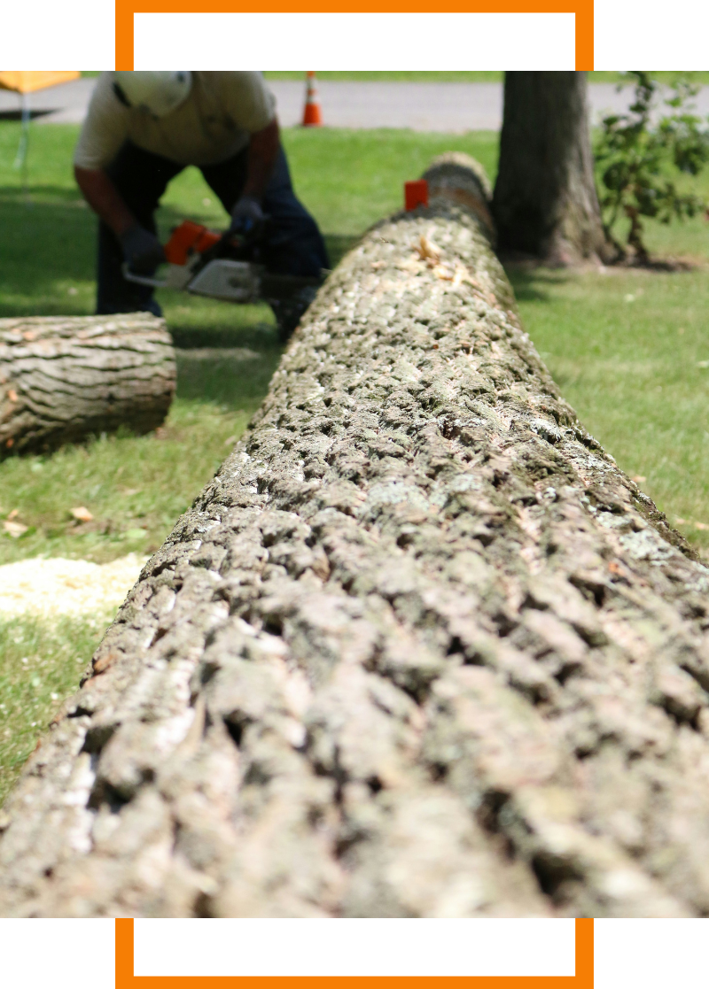 person cutting up a fallen tree