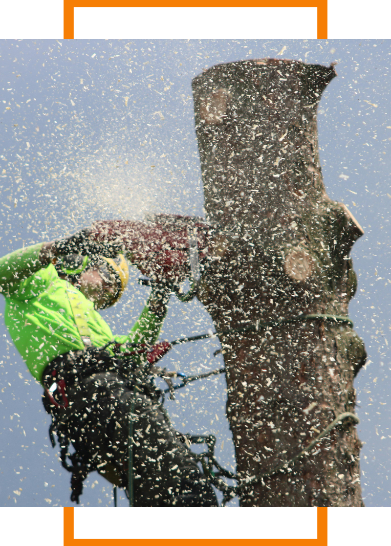 arborist cutting down a tree