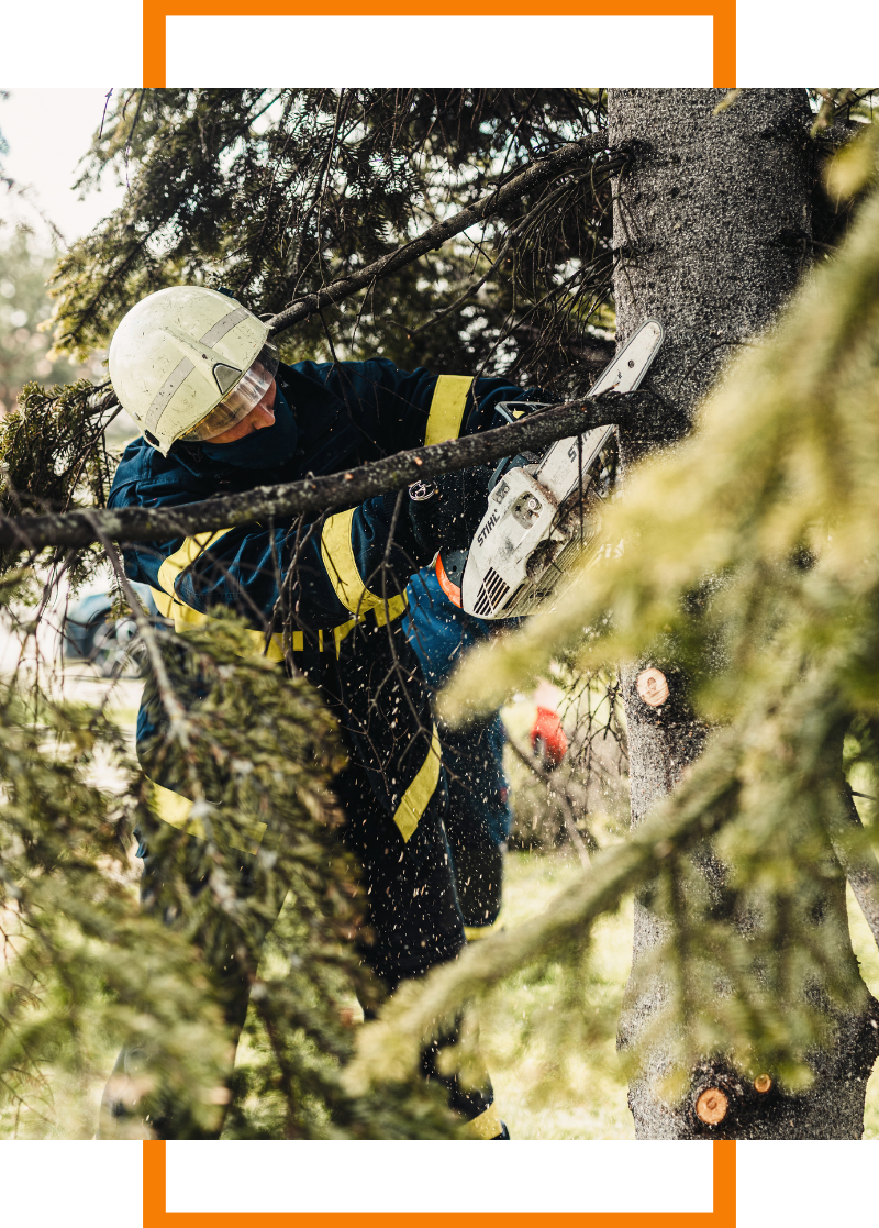 person using a chainsaw to cut down a tree