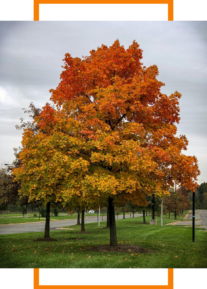 tree with the leaves changing color