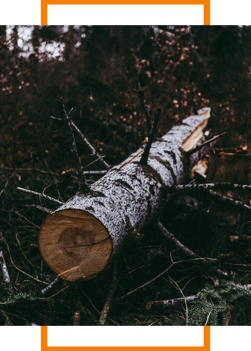 tree that was just cut down