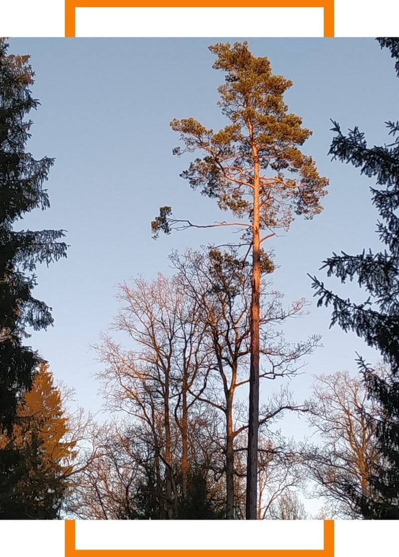 tall tree that needs to be trimmed