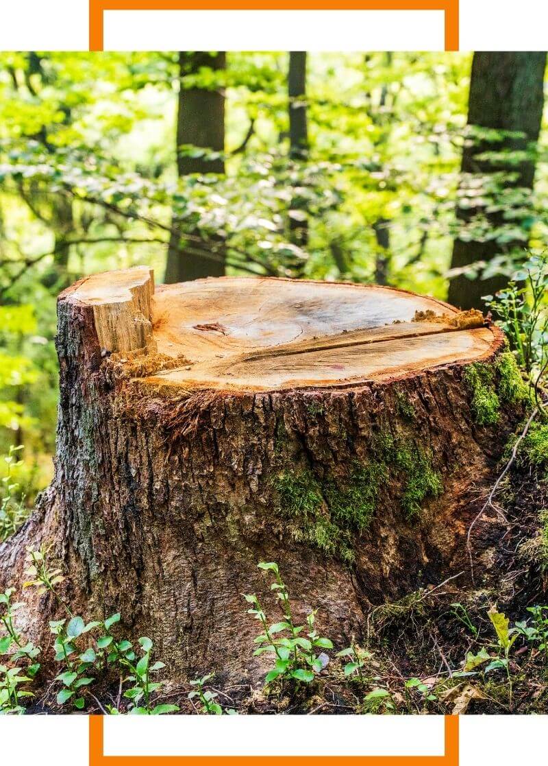large tree stump