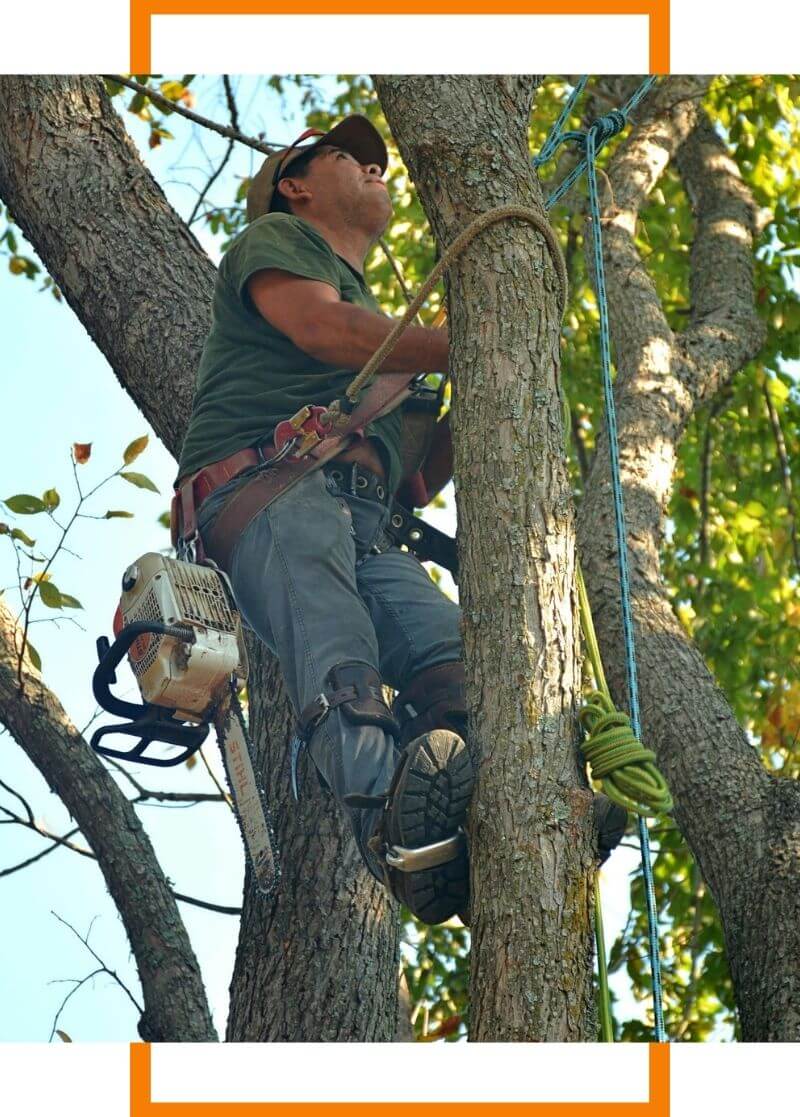 tree trimming services