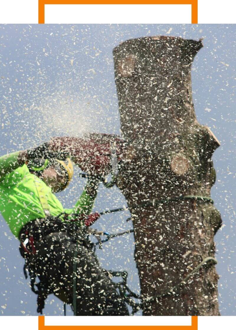 tree removal services