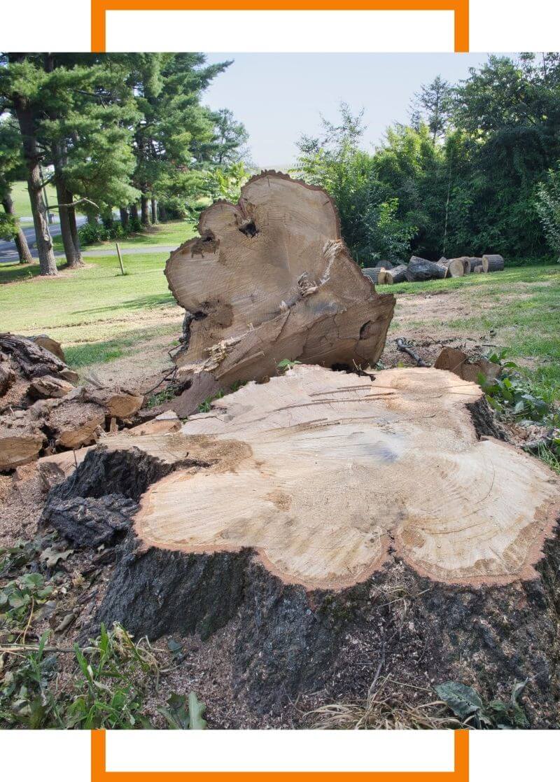cut down tree with stump in ground