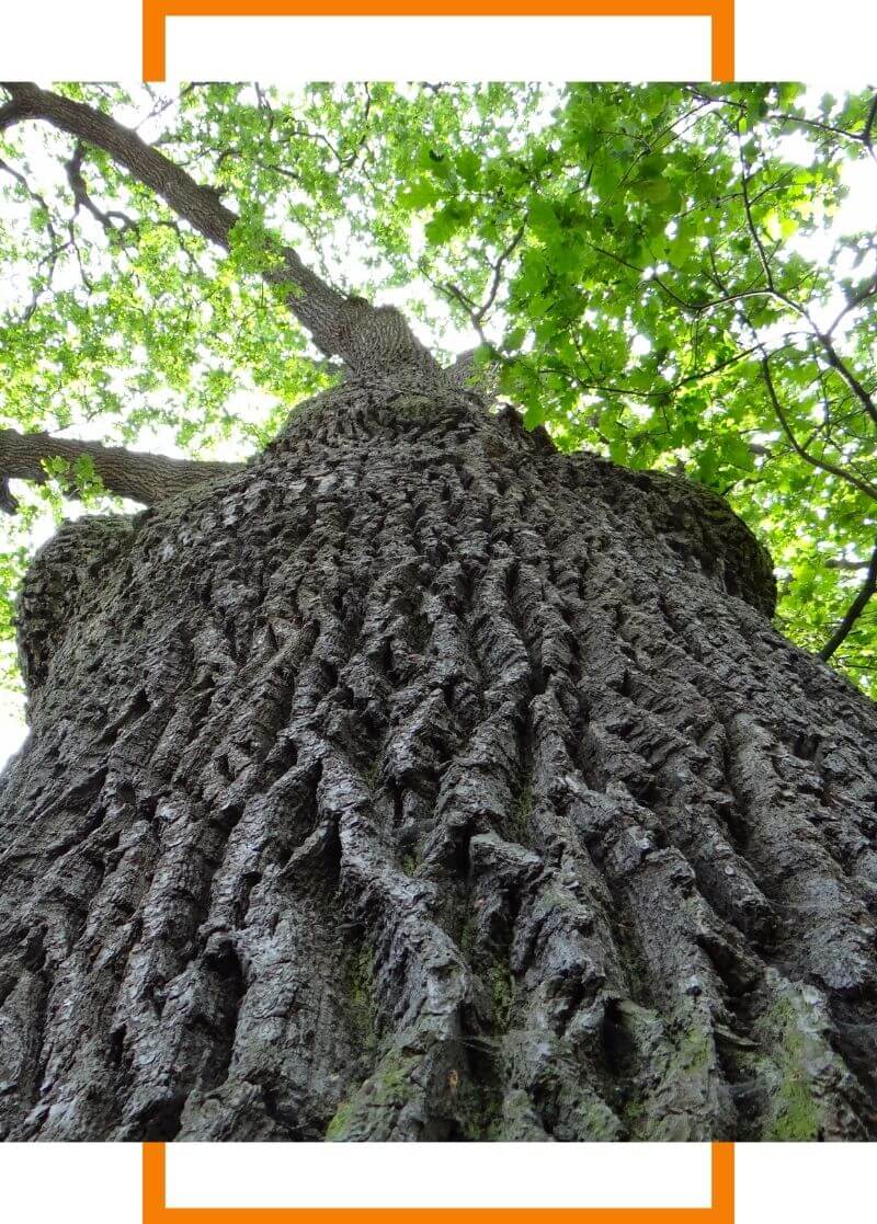 a large tree