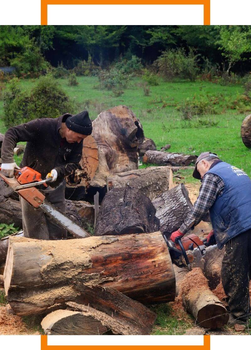men cutting up trees