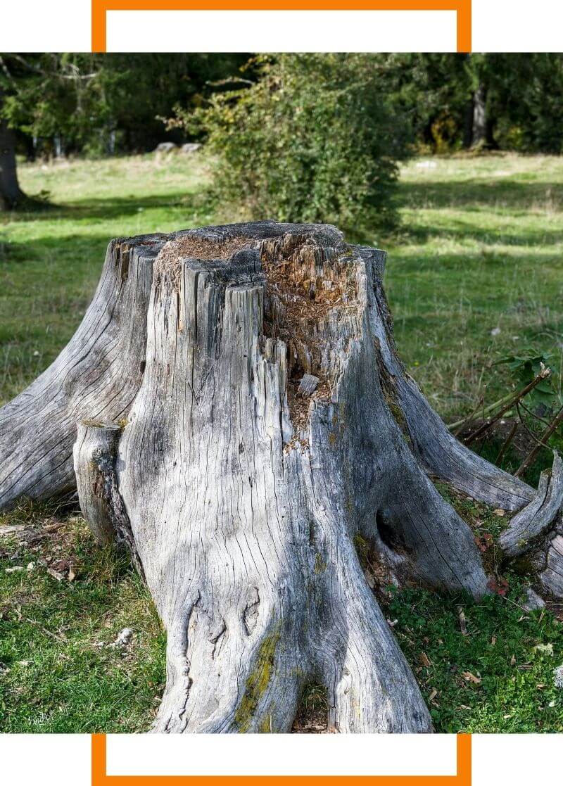 dead tree stump