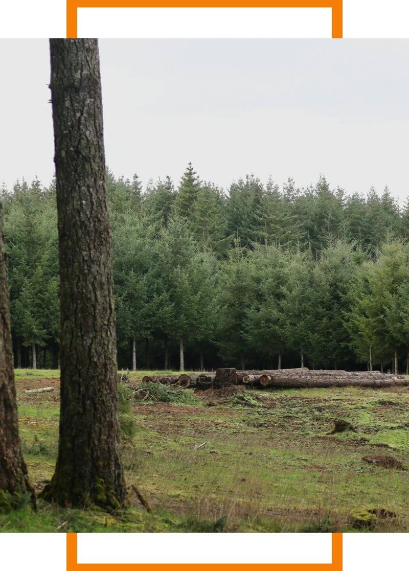 lot that has been newly cleared of trees