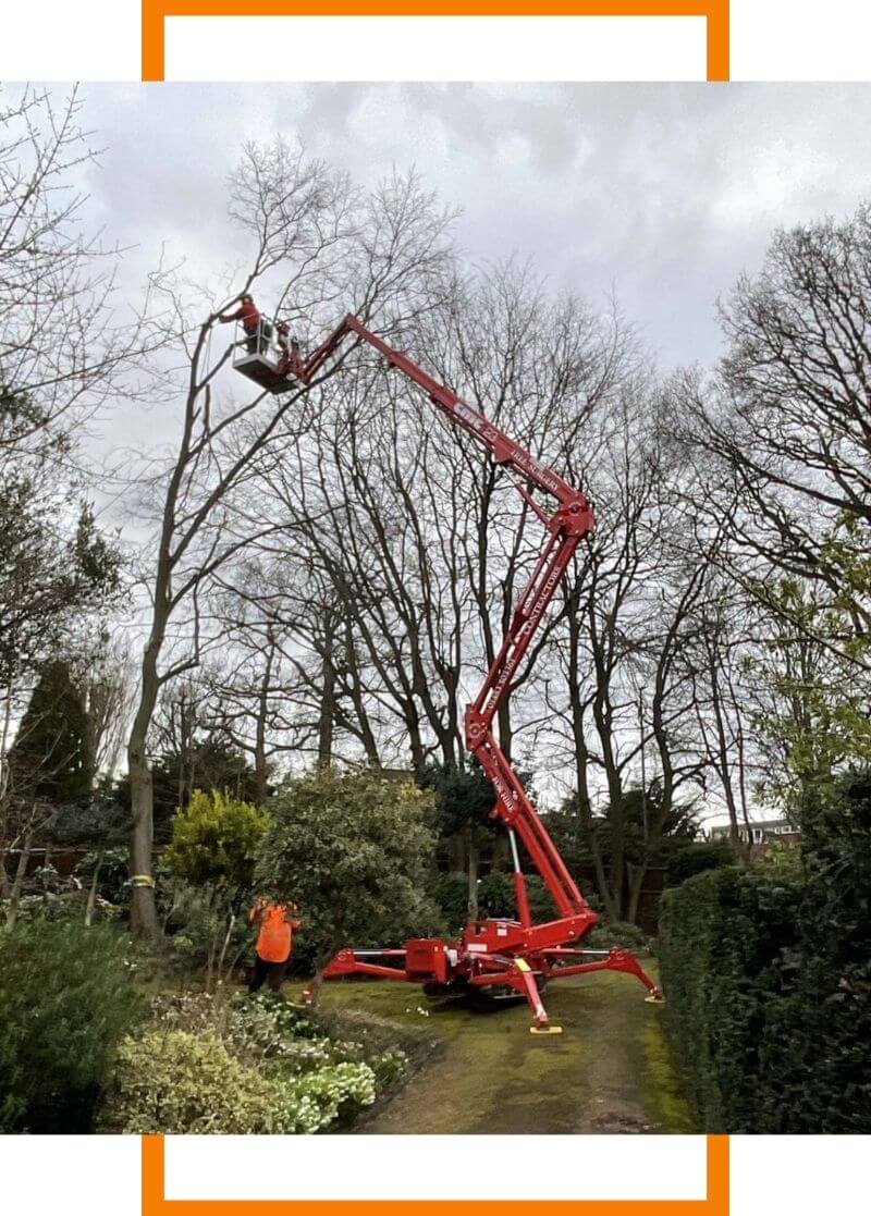 tree trimming in large lift