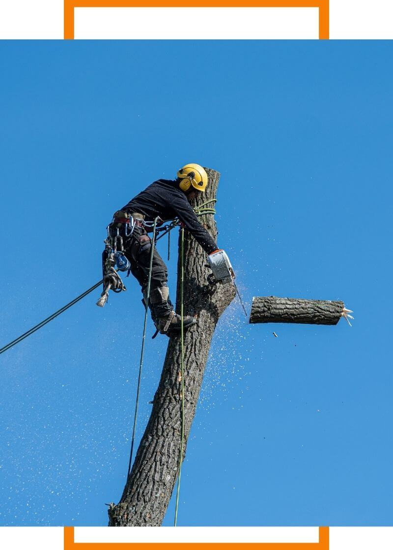 tree expert cutting a tree