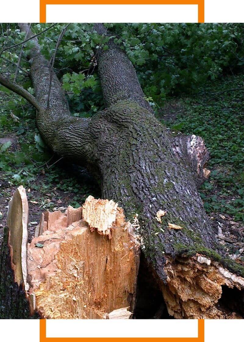 tree that has fallen from a storm