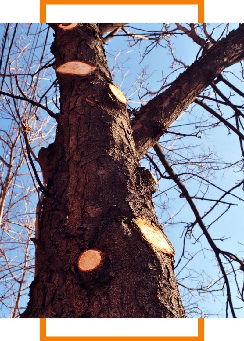 tree that has had branches trimmed from it