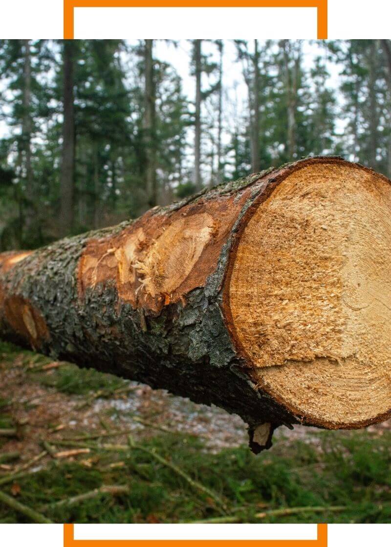 tree that has been cut down