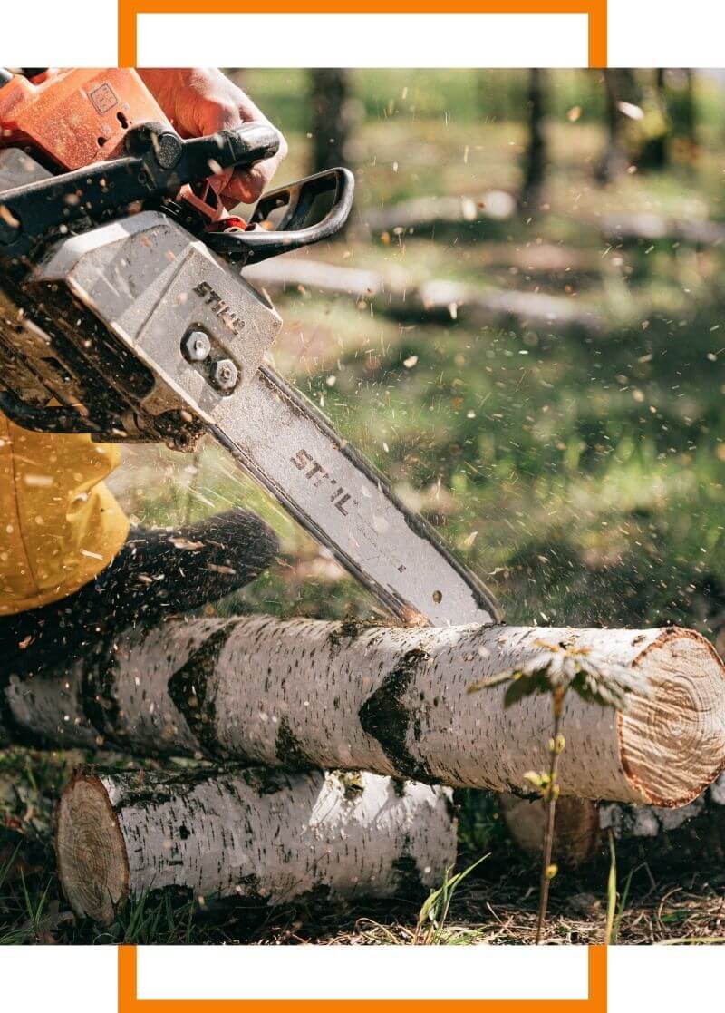 tree being cut with a chainsaw