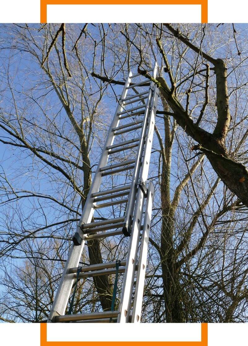 ladder leaned up against large tree