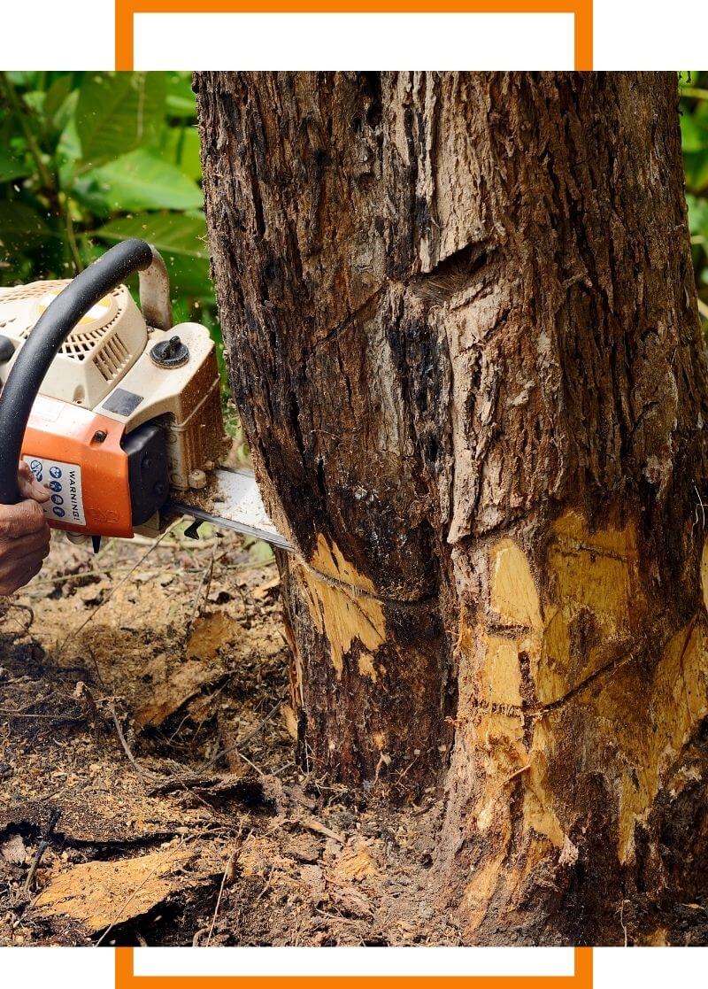 tree removal