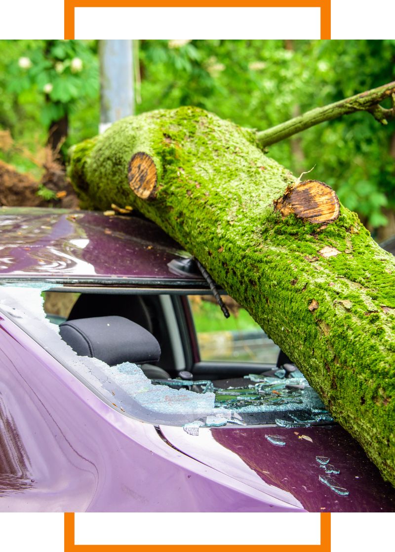 a log that has fallen on a vehicle