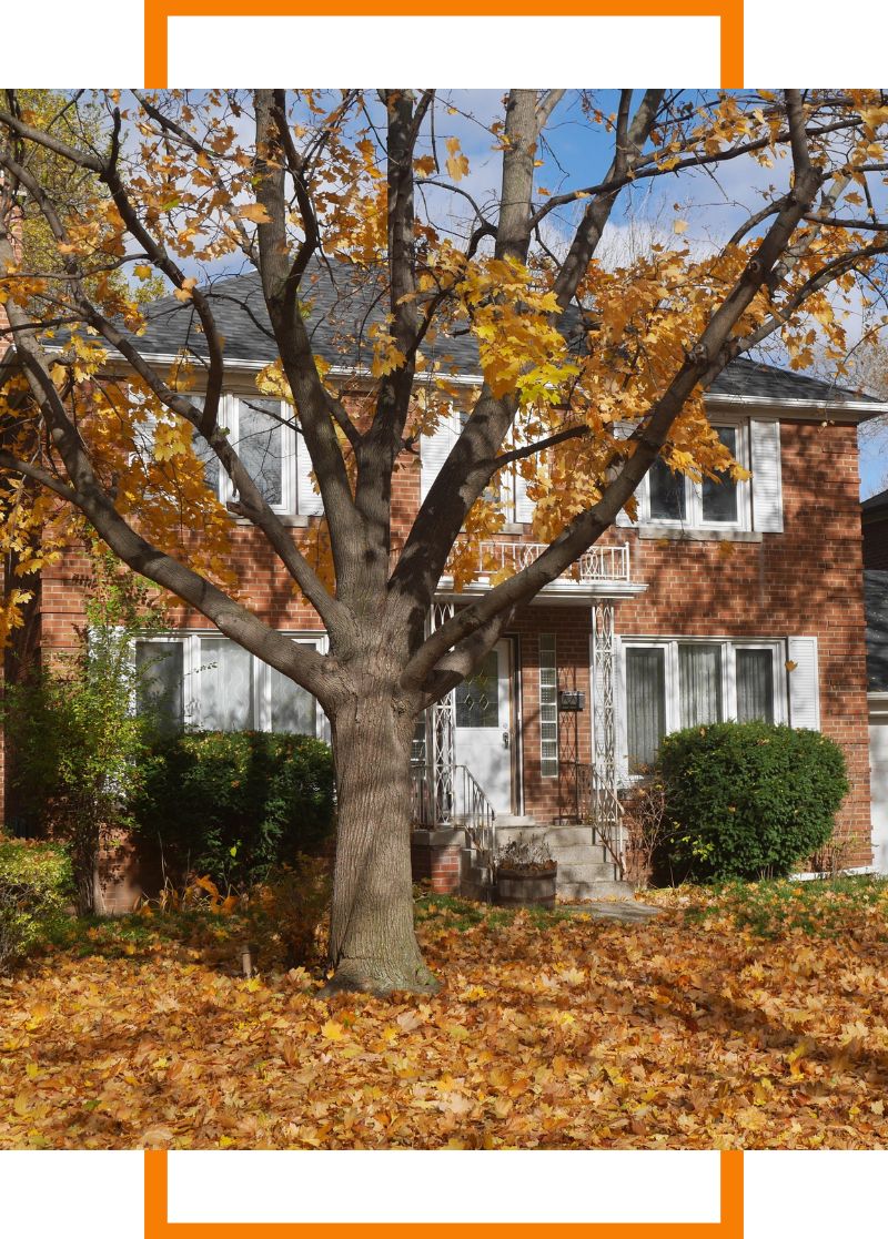 a tree in front of a home in fall
