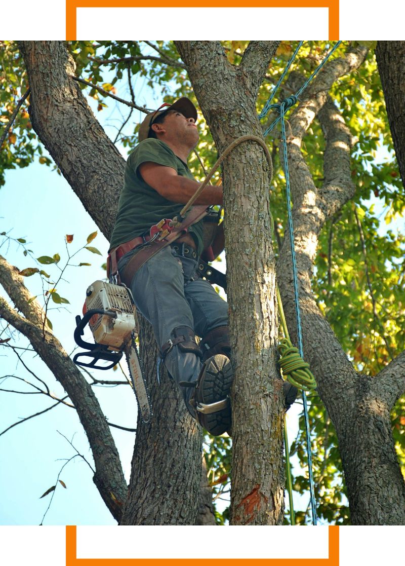 a man climbing a tree