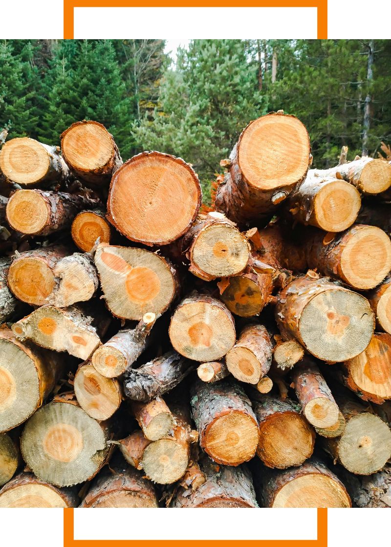 a pile of logs