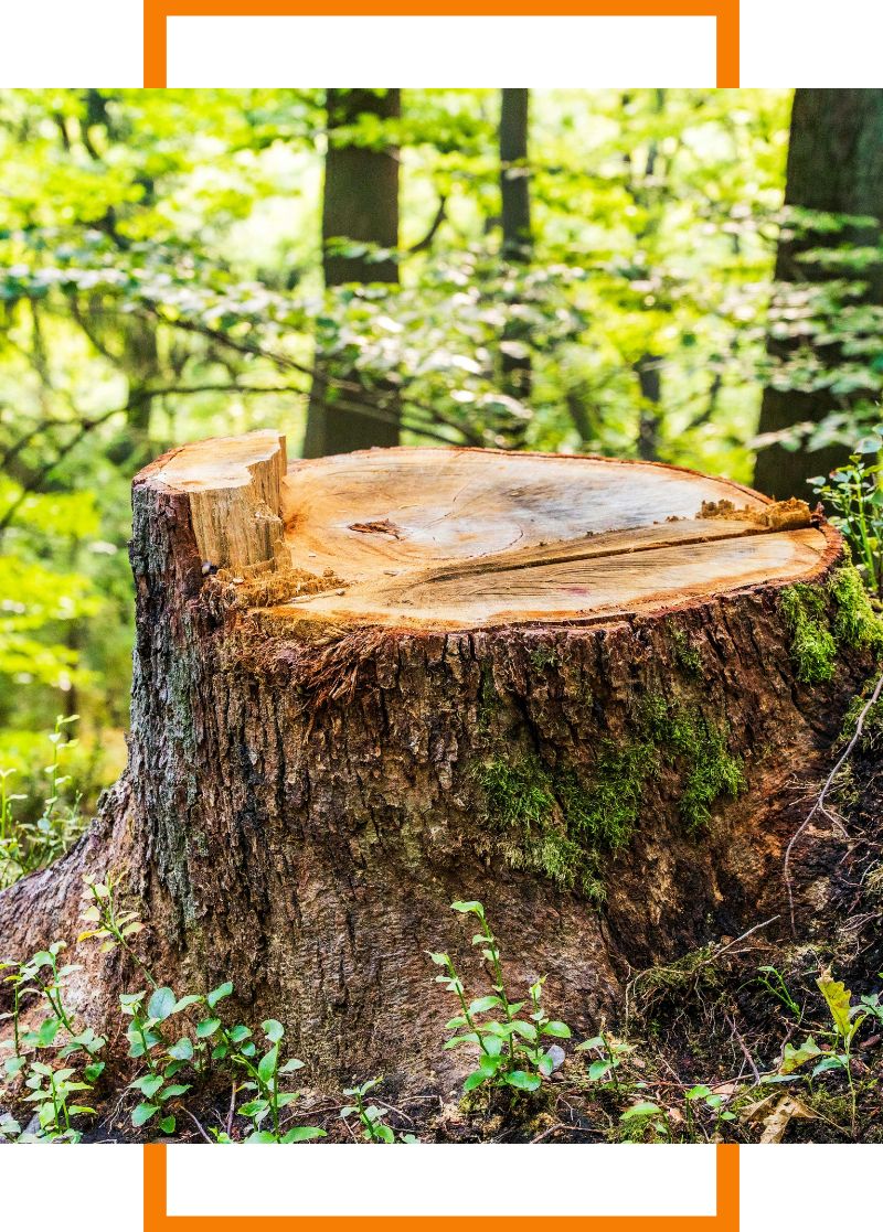 a stump surrounded by trees