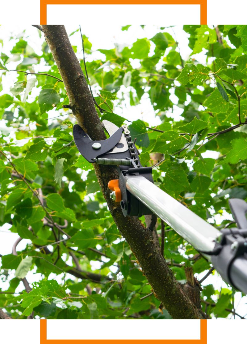 a branch being trimmed