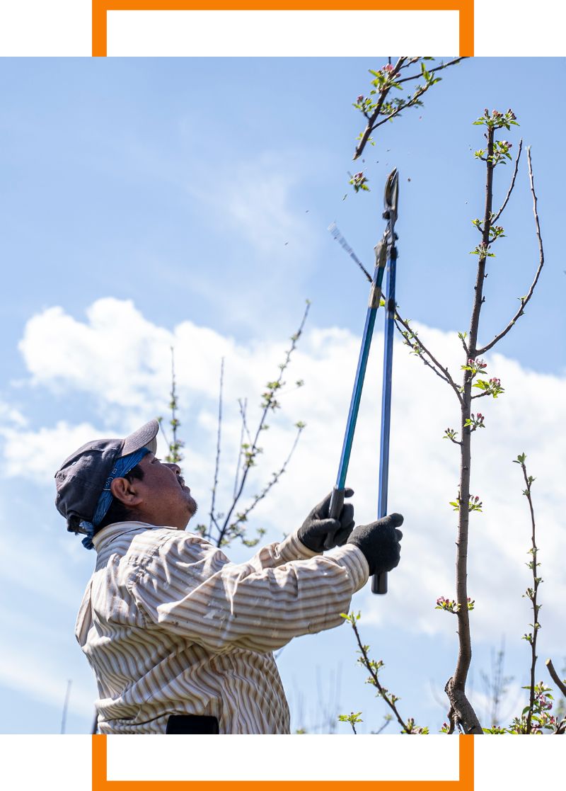 a man trimming a branch