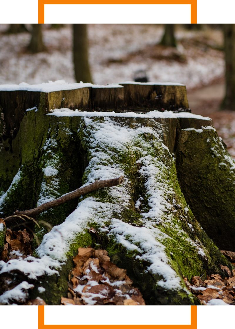 a stump covered in snow