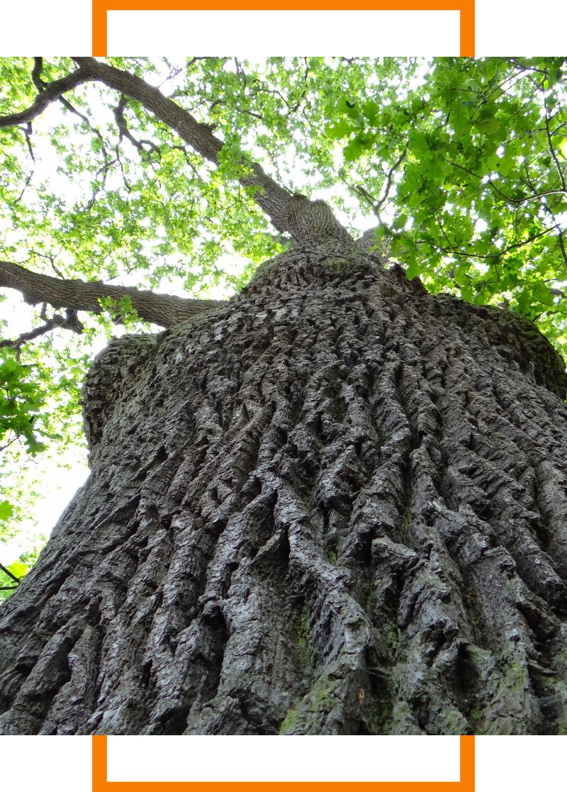 looking up at a tree
