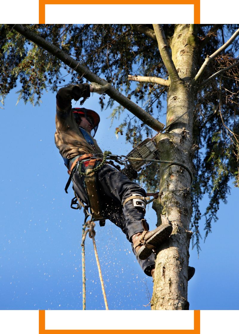 a man in a tree trimming a branch