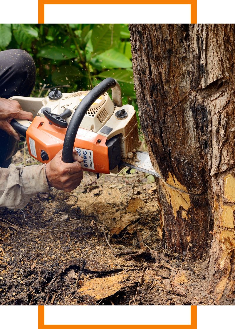 a person cutting a tree