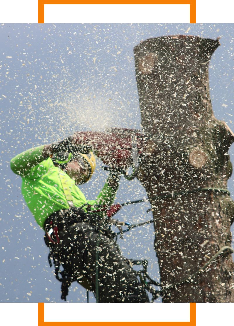 a person cutting a tree with a chainsaw