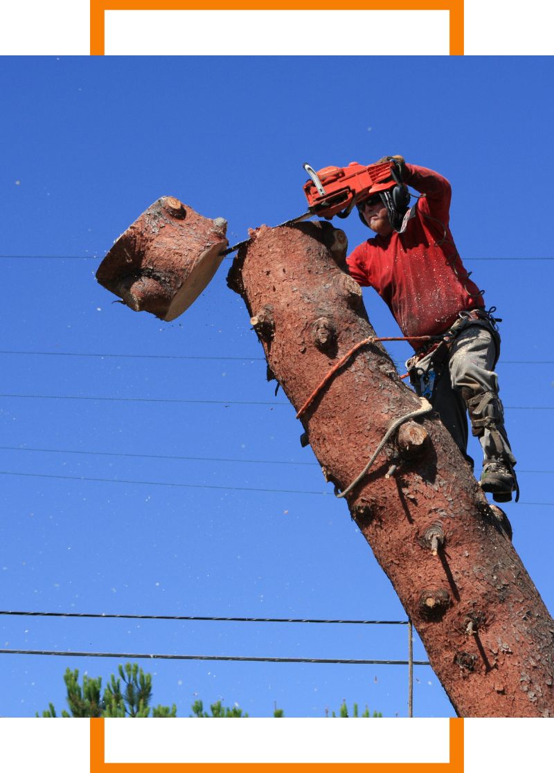 a man cutting the top of a tree off
