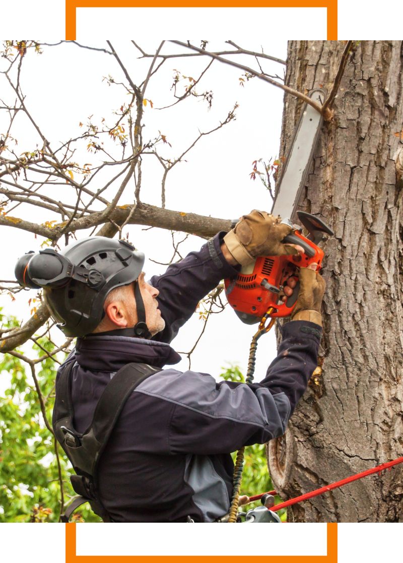 a man cutting a tree branch