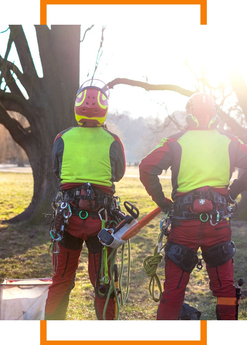 tree trimming experts