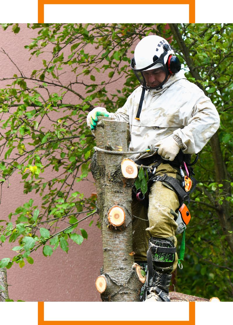 a specialist cutting a tree
